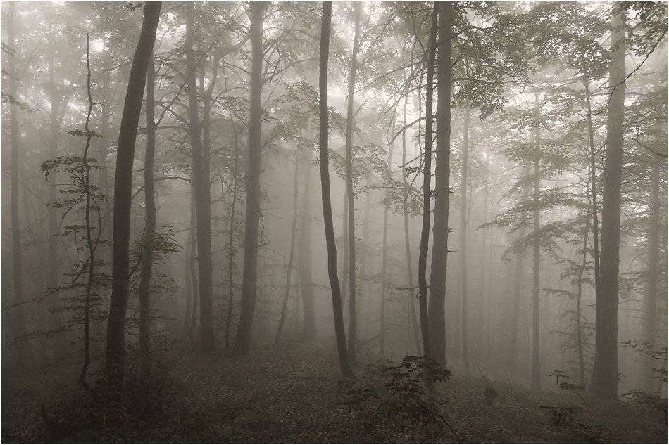 , Kostadin Momchilov