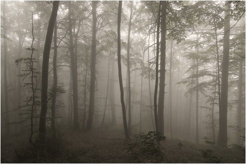 Mystical forest фото превью