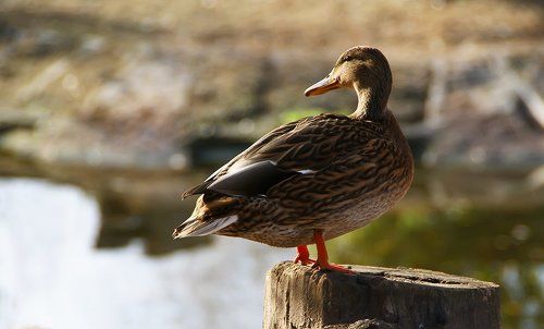 серая шейка