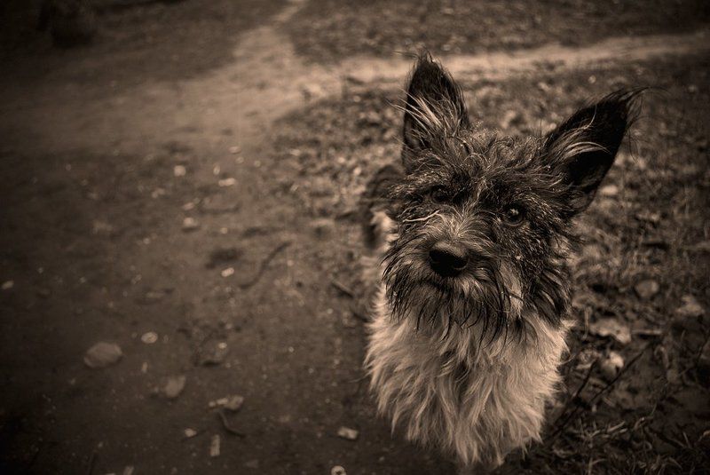 собачонка Собачонка фото превью