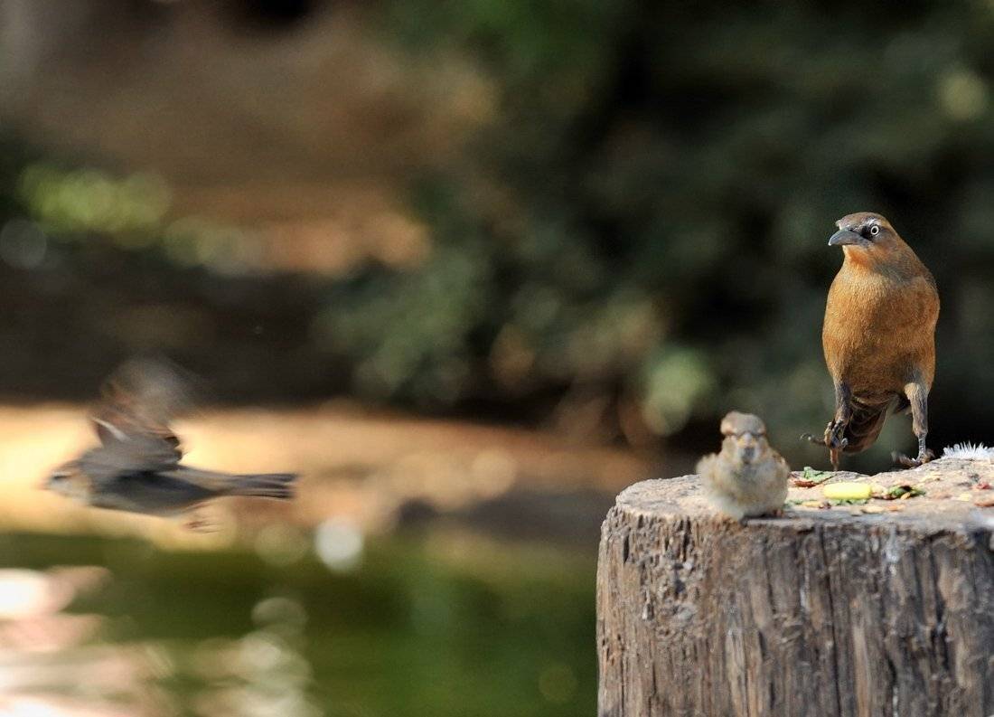 птицы, животные, Pavel
