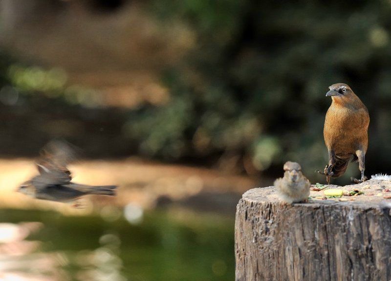 птицы, животные Бегство хулигана фото превью