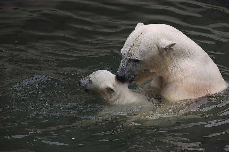 Пора учиться плавать, сынок... фото превью