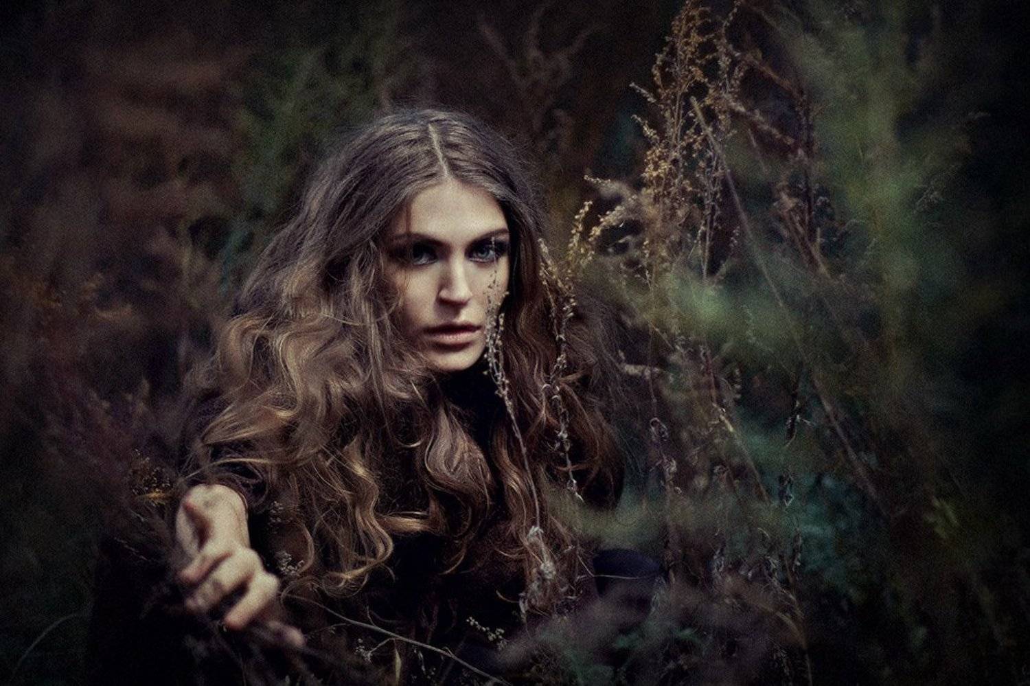 kleo, полынь, kleo