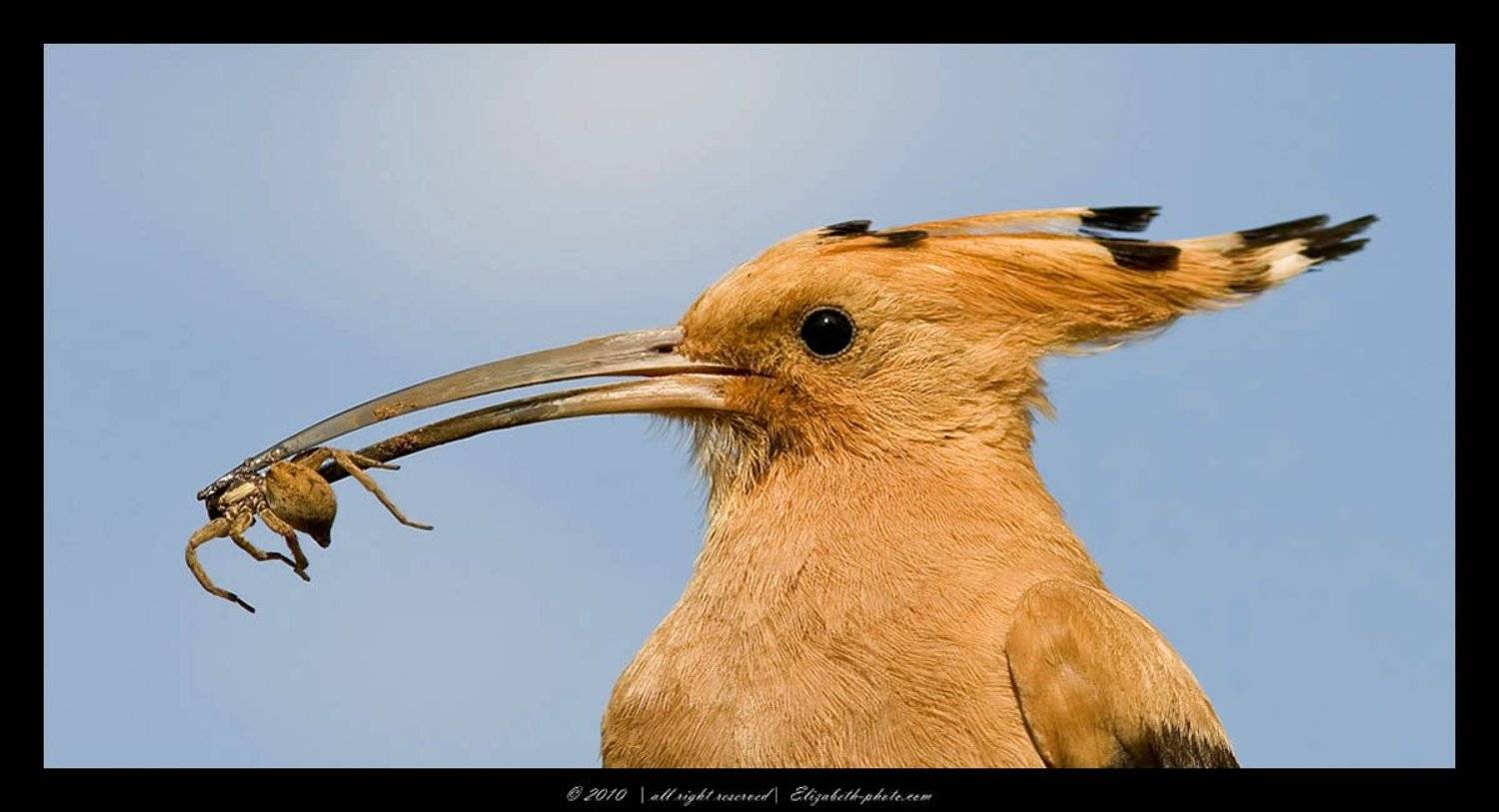 удод, upupa, epops, hoopoe, израиль, Elizabeth Etkind