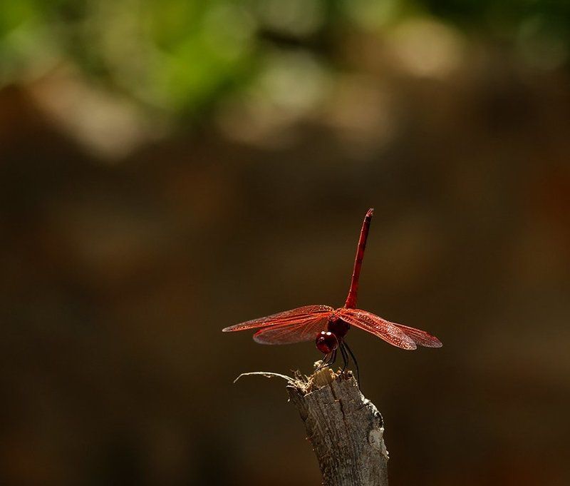 стрекоза, природа, фауна, **** фото превью