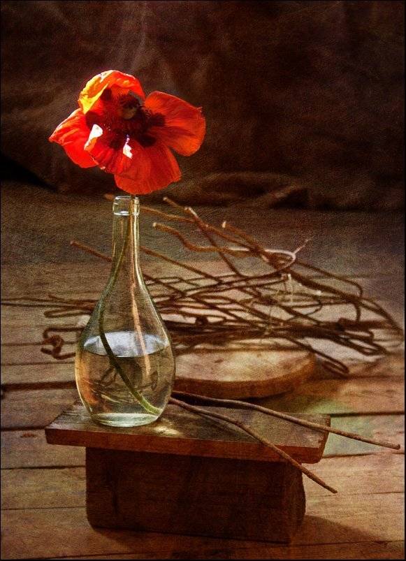 мак, красный, Eva Volik