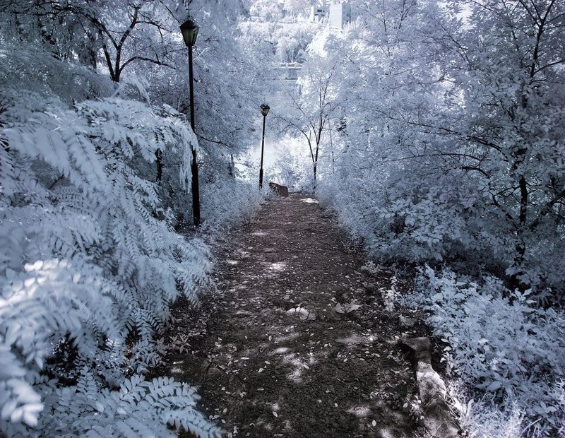 Infrared фото превью