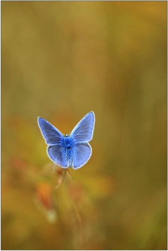 голубянка, Леонид