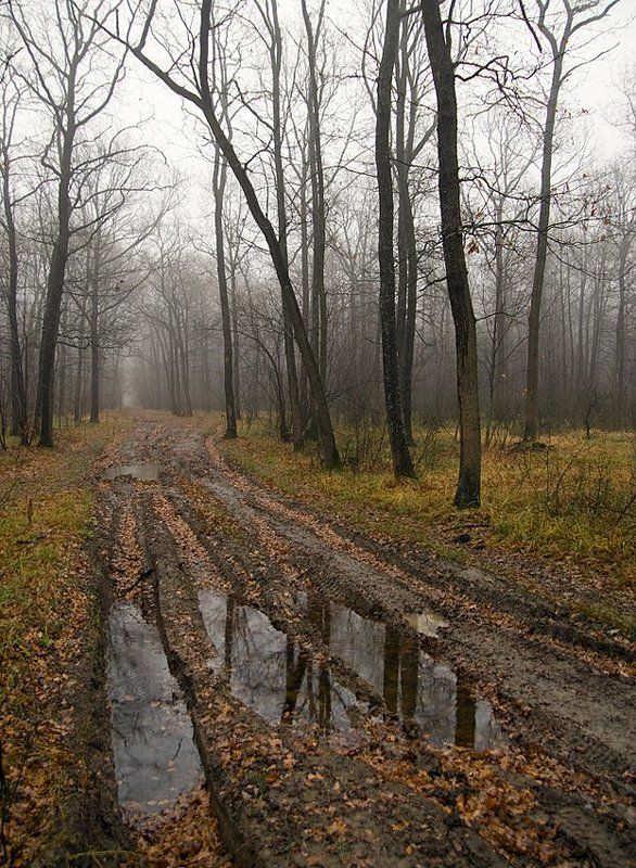 Осень, через лес. фото превью