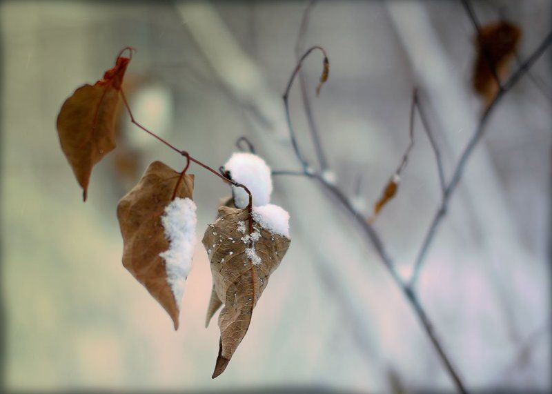 Первый снег. фото превью