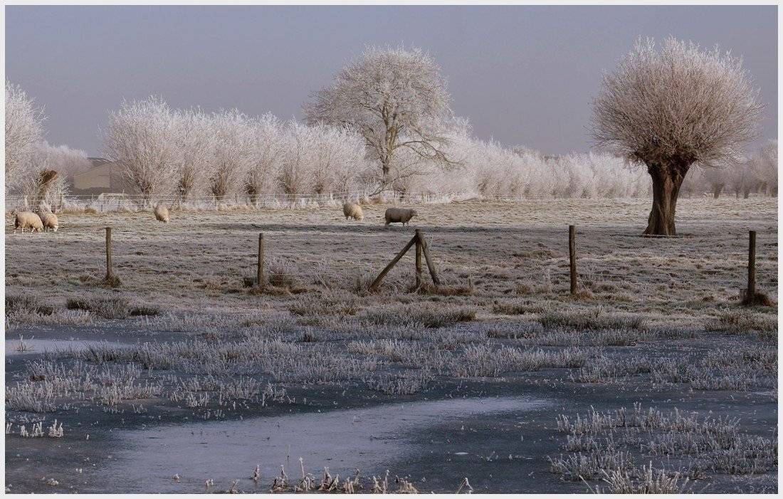 sheep, in, the, winter., Johny Hemelsoen