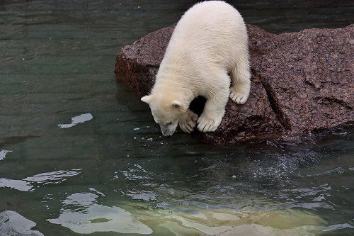 Как медвежонок плавать учился...