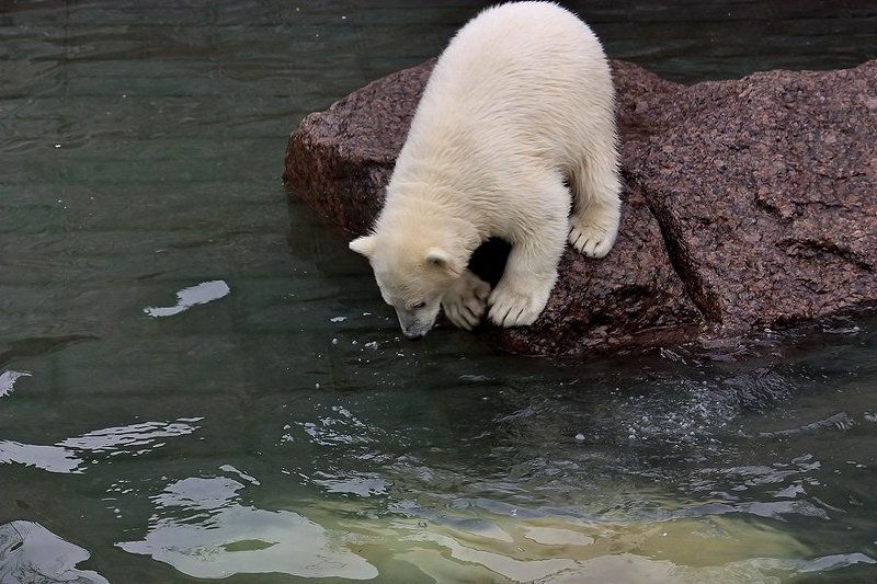 белый, медведь, медвежонок, игра, учеба, купание Как медвежонок плавать учился... фото превью