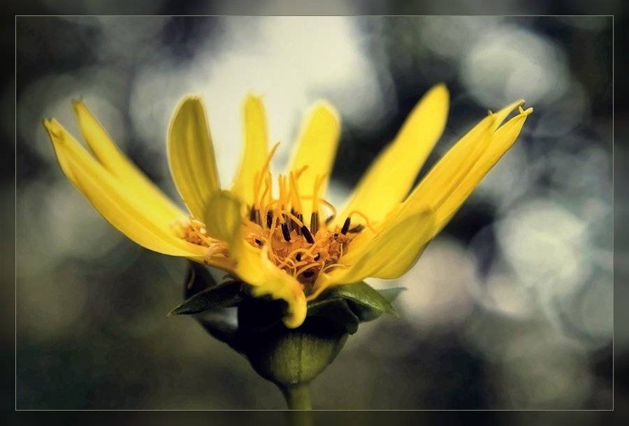 , Лана Тополева