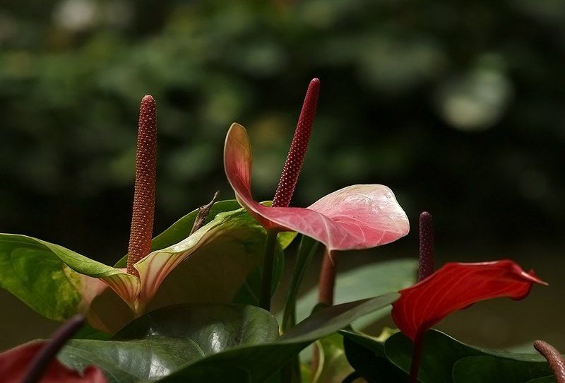 природа, парк, цветы Антуриум фото превью