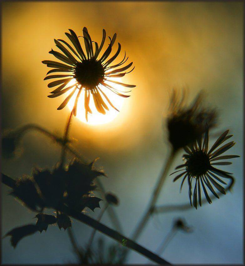 , Лана Тополева