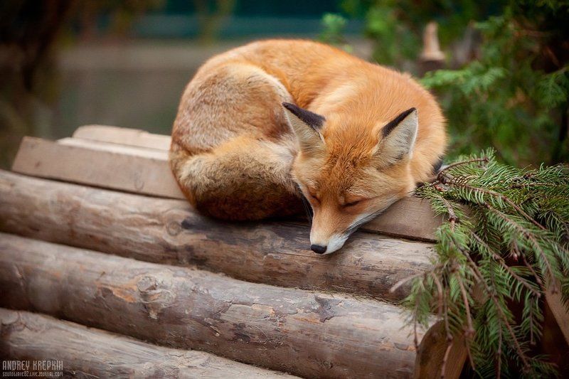 киевский зоопарк, лиса Лисичка-сестричка фото превью