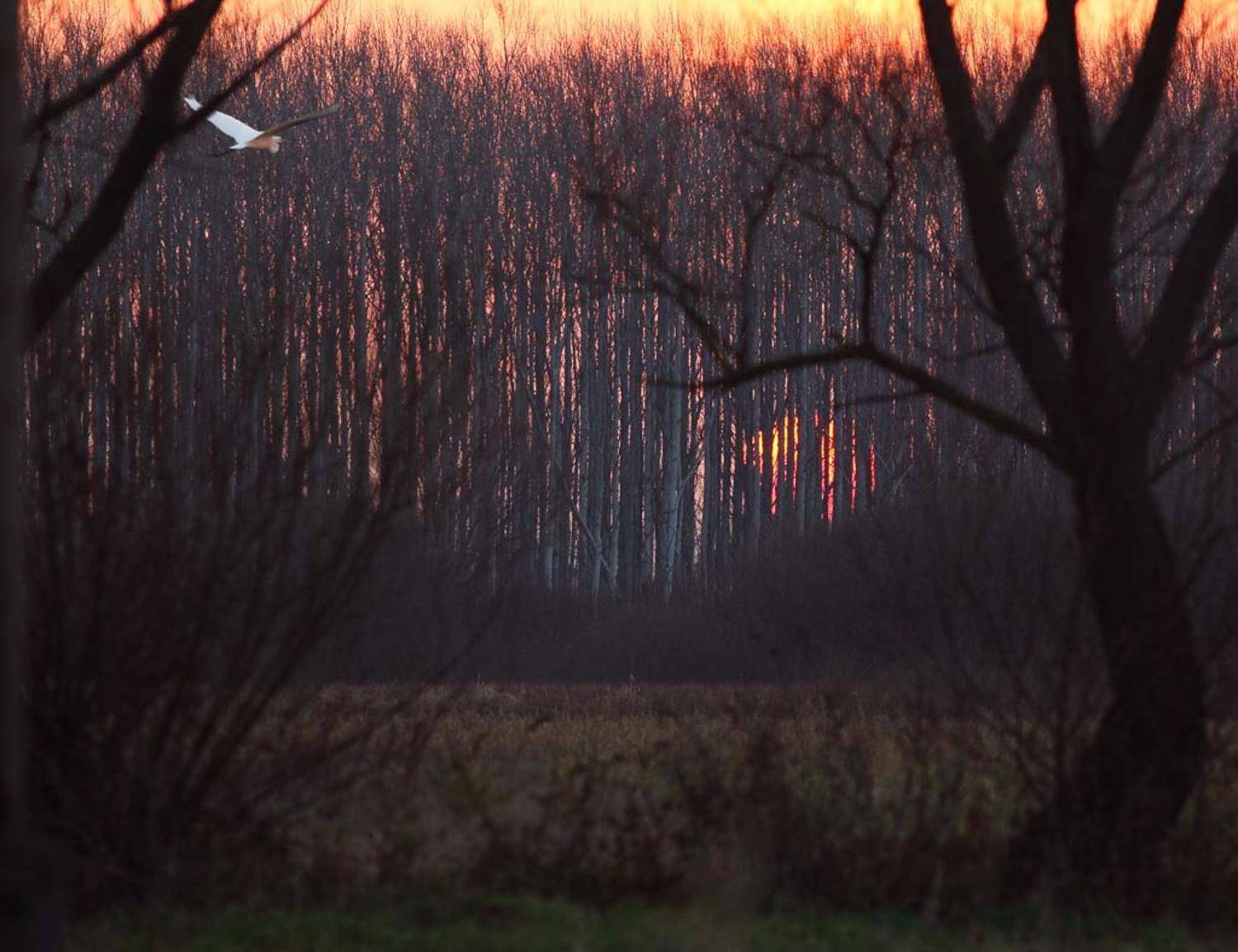 венгрия, токай,, Юрий Cазин