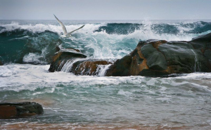 О чем кричат чайки. фото превью