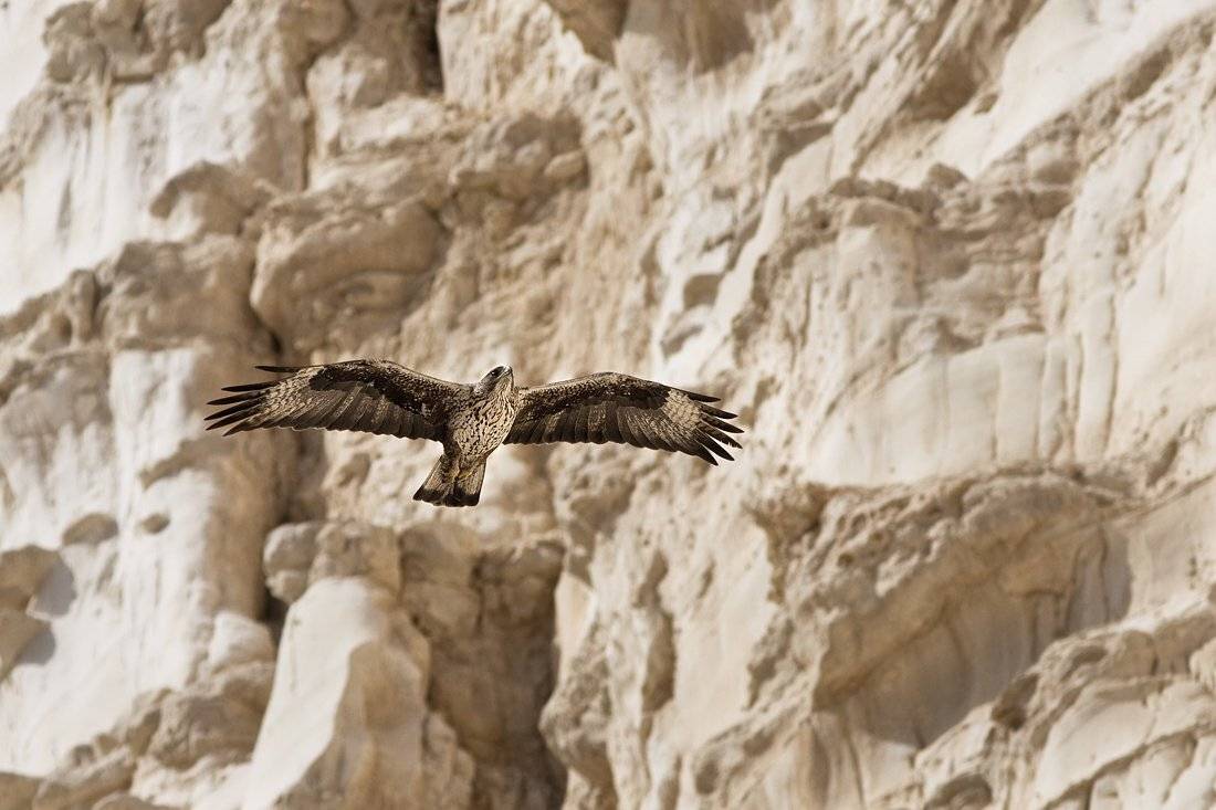 ястребиный, орел, Alena