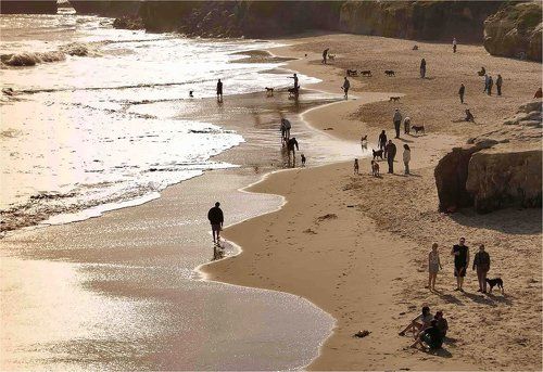 собачье воскресенье