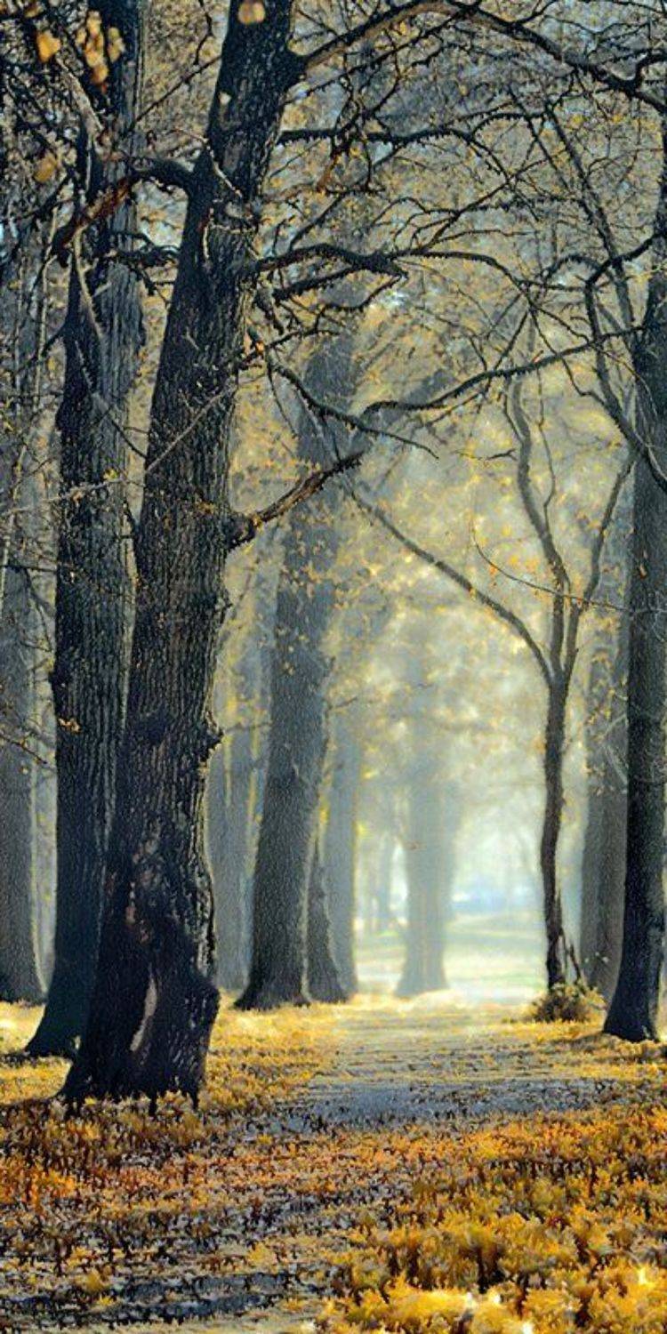 осень, природа, Пальников Иван