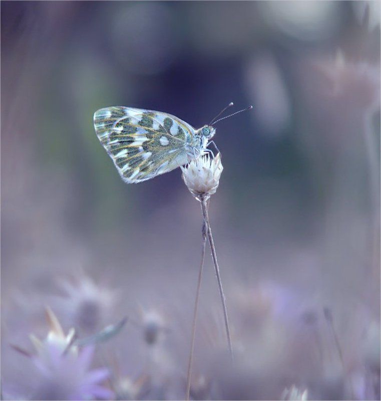 из сна... фото превью