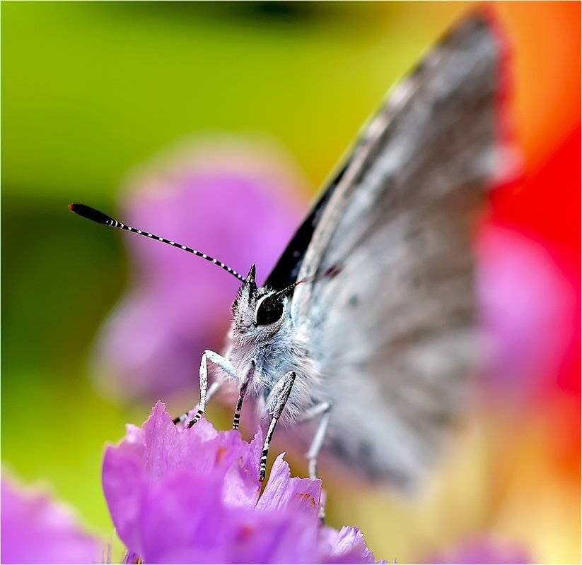 макро,фауна,бабочка,насекомые,, Евгений Кирилкин.