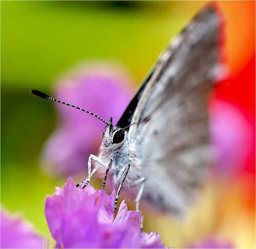 Королева цветов.