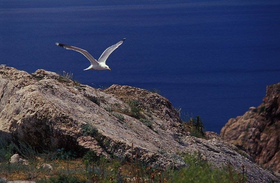 море, чайка. лето., Павел Мартюшев