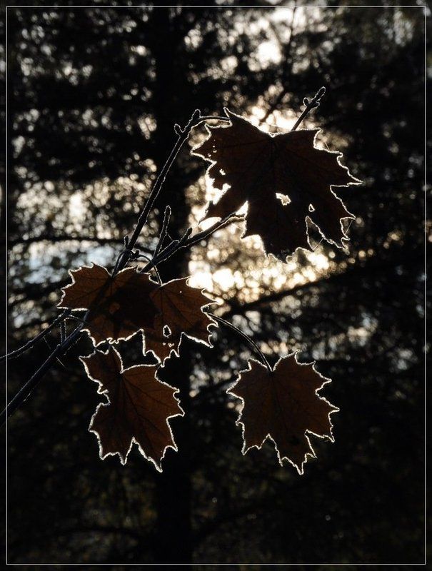 листья, клен, свет, иней Зимний наряд фото превью