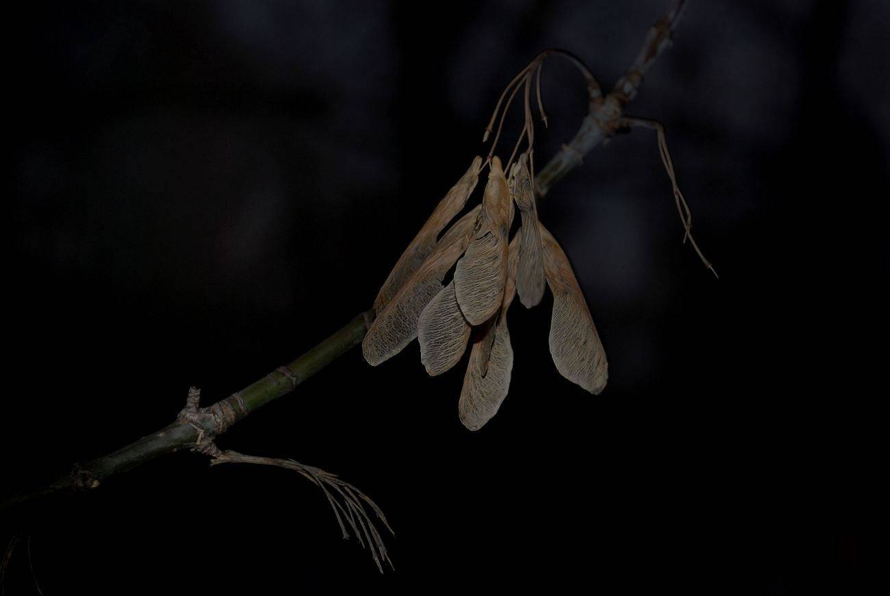 , Геннадий Меремьянин