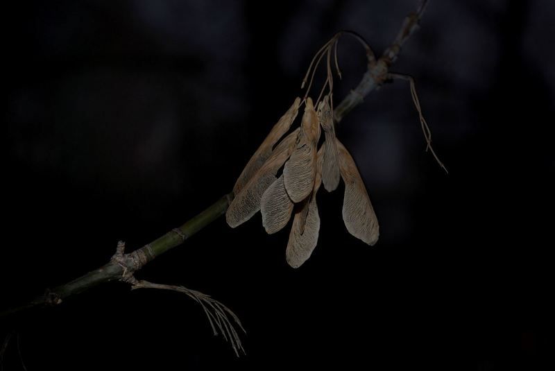 ** фото превью