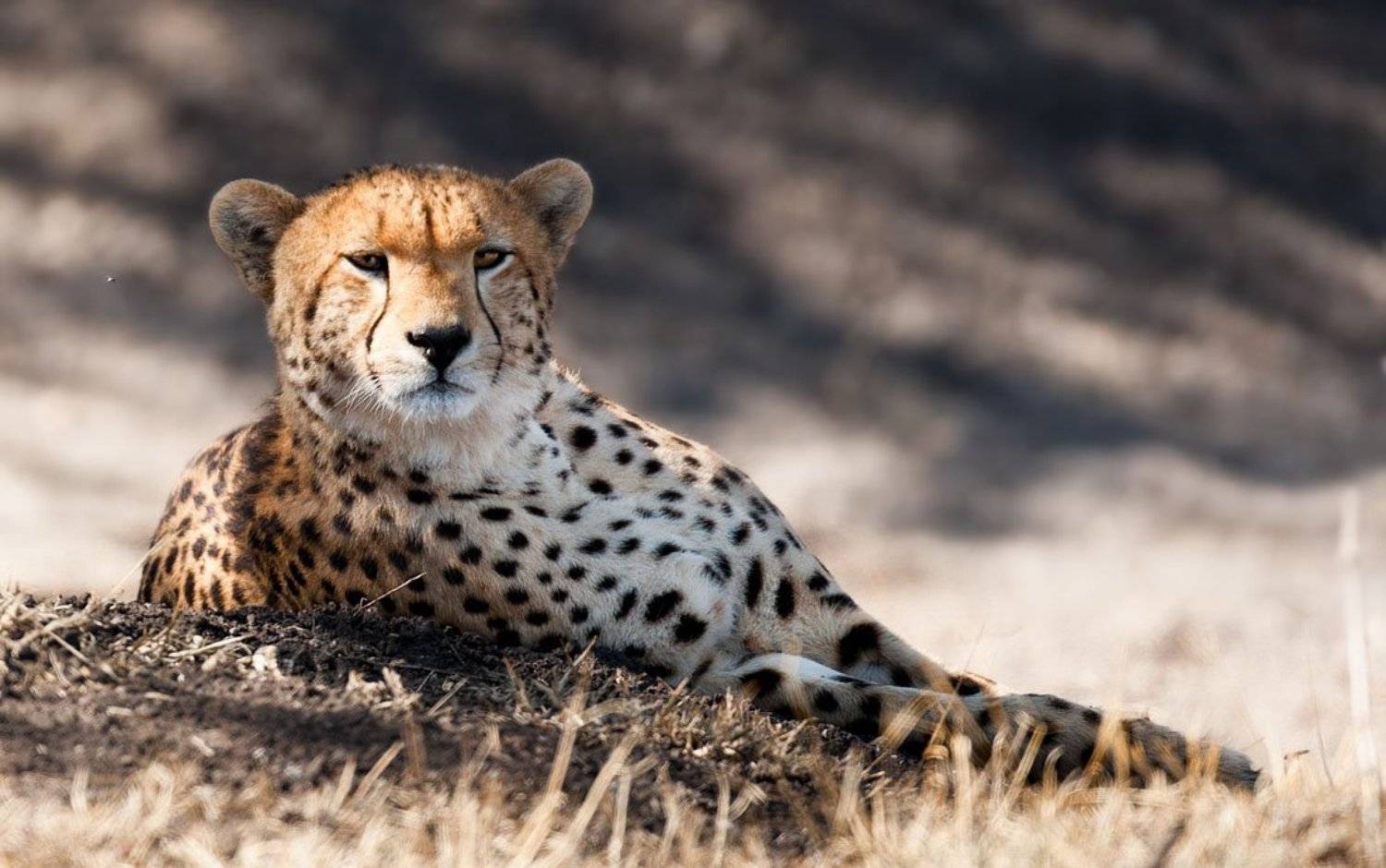 африка, танзания, леопард, Centurion