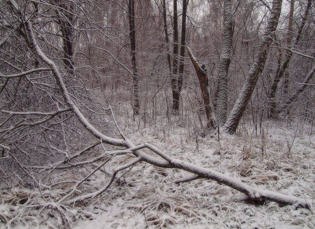 парк, , снег, , зима, Владимир Перепечаев