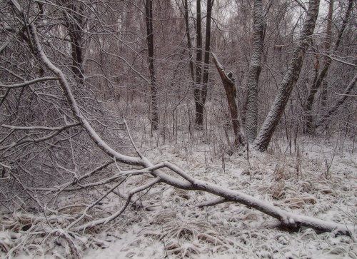 Первый снег