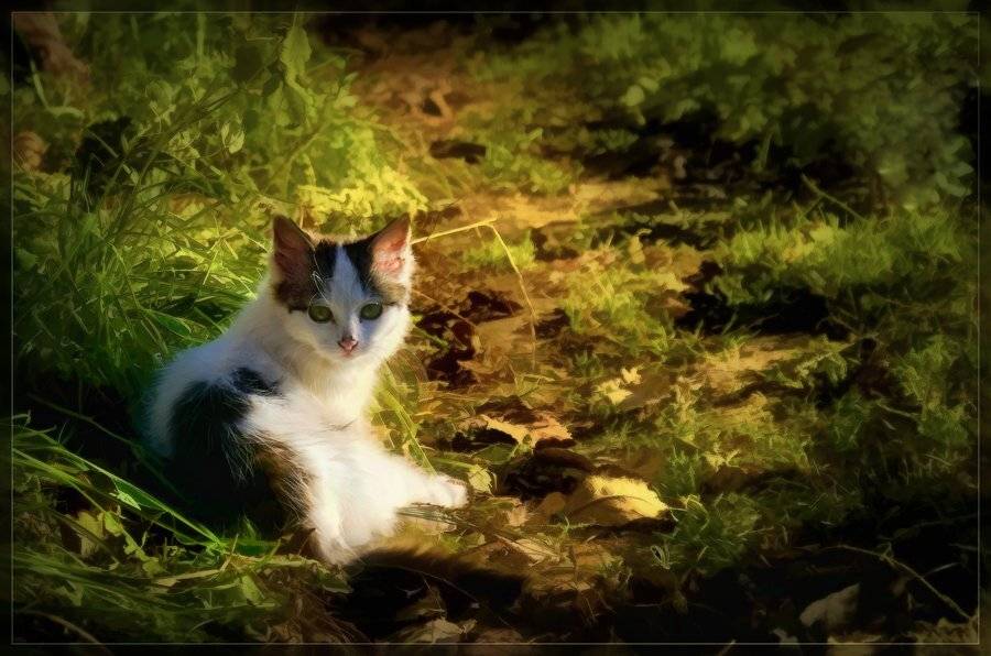 , Лана Тополева