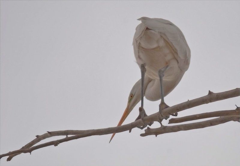 животные *** фото превью