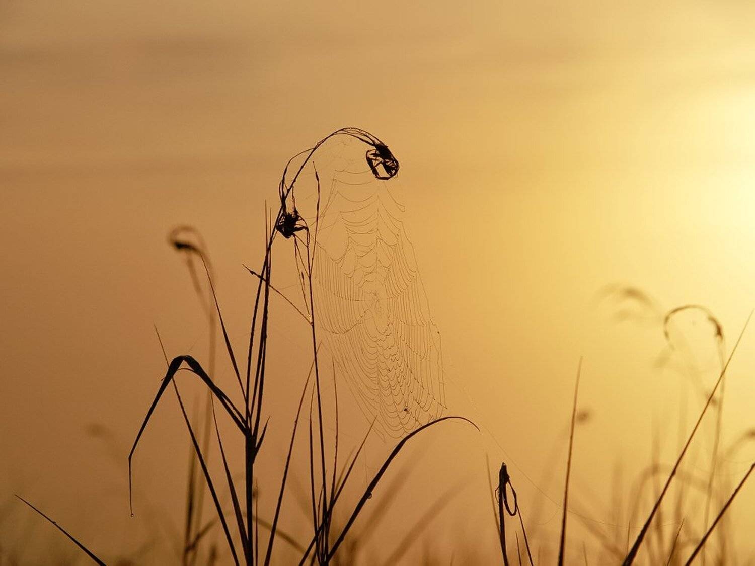 , Максим Евдокимов