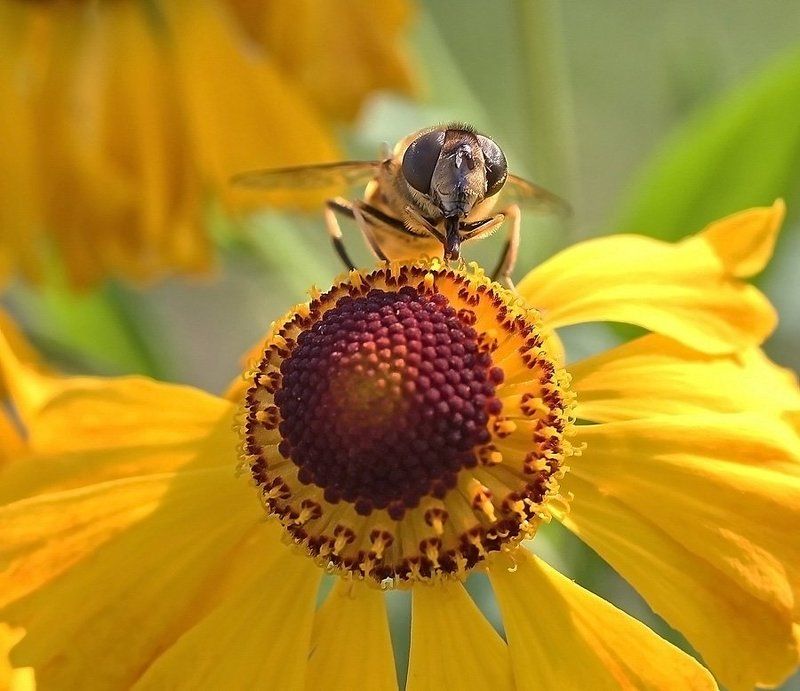 * * * фото превью