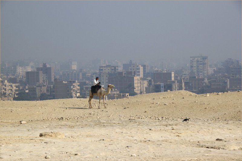 каир, верблюд, город Каир фото превью