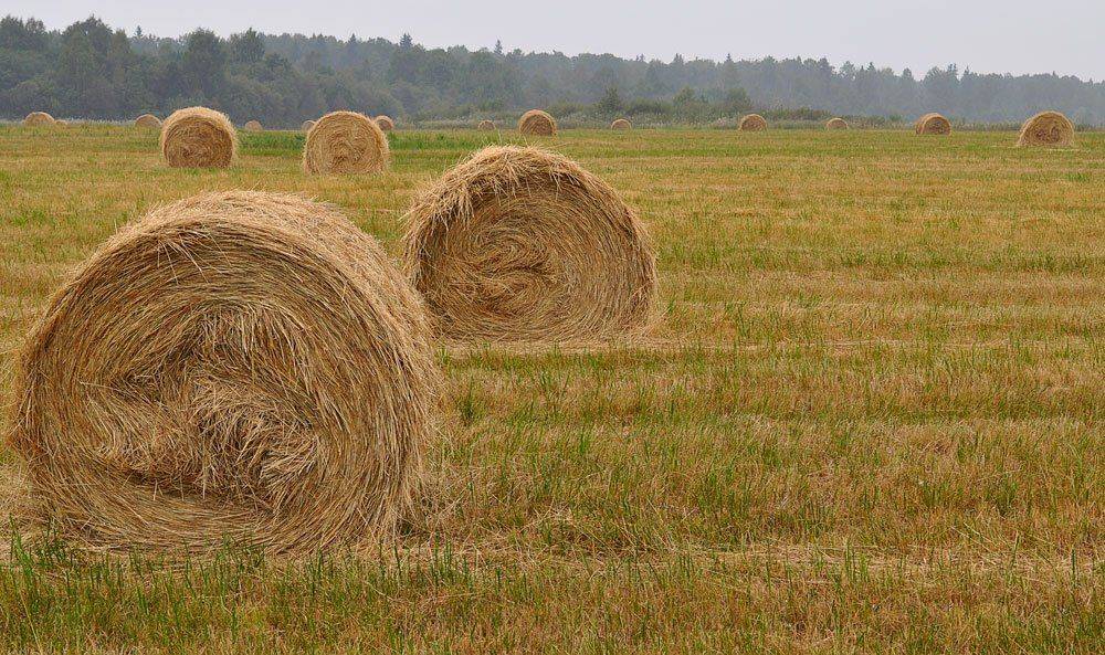 , Александр Миронов