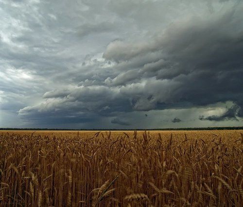 Над полями...