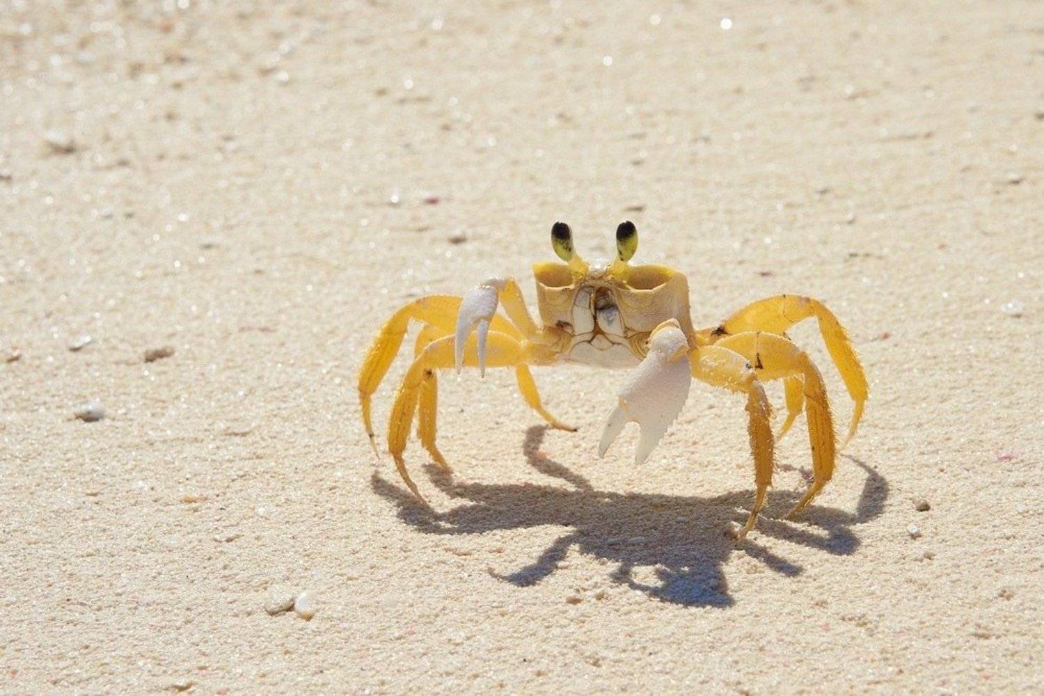 , Александр Виноградов