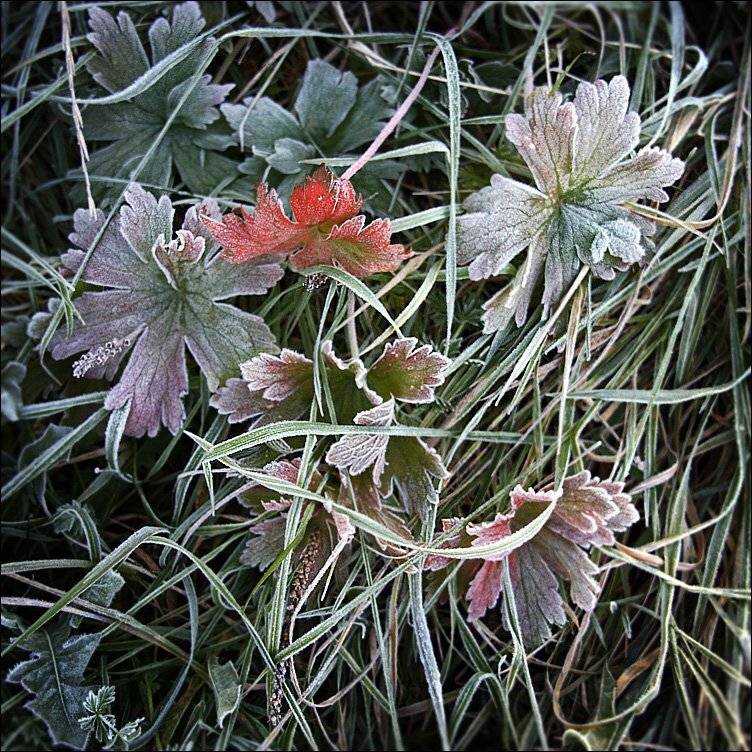 утро, трава, Тарасов Алексей