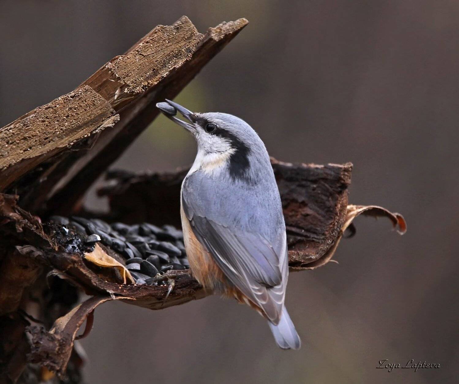 животные, птицы, поползень, Зоя Лаптева