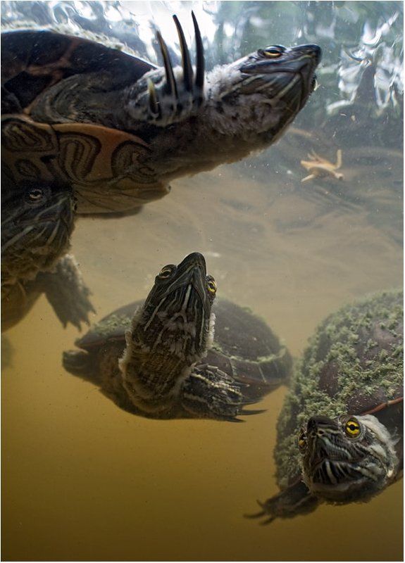 черепаха, доминикана Наследники Великого А\'Туина фото превью
