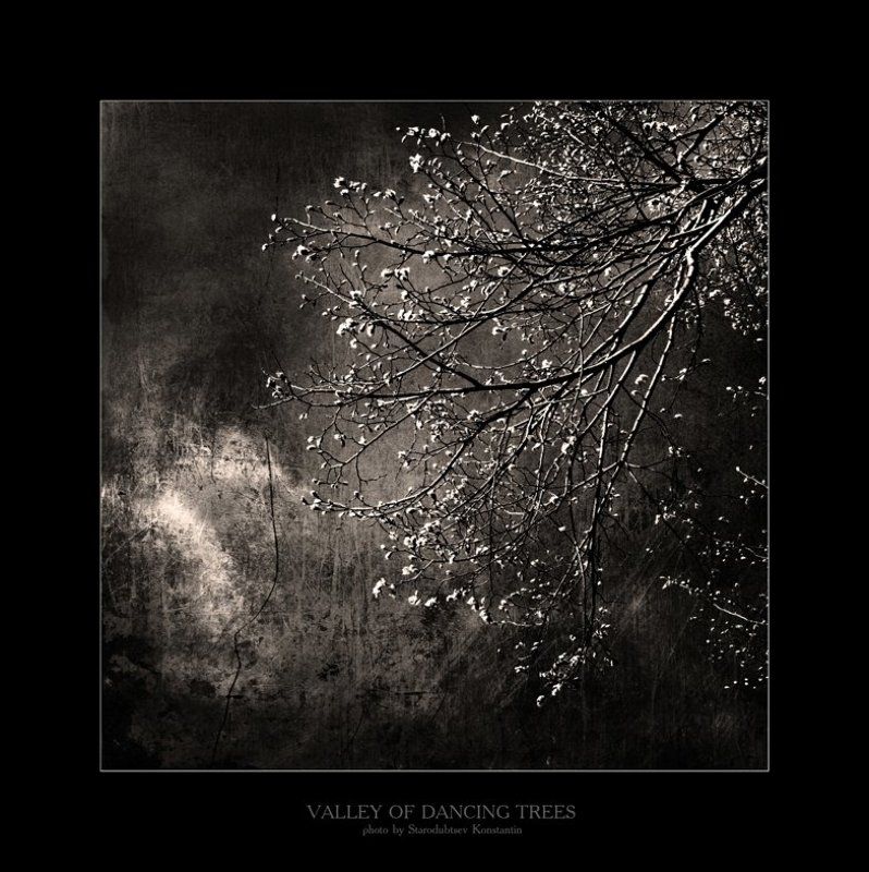 Valley of dancing trees... 9 фото превью