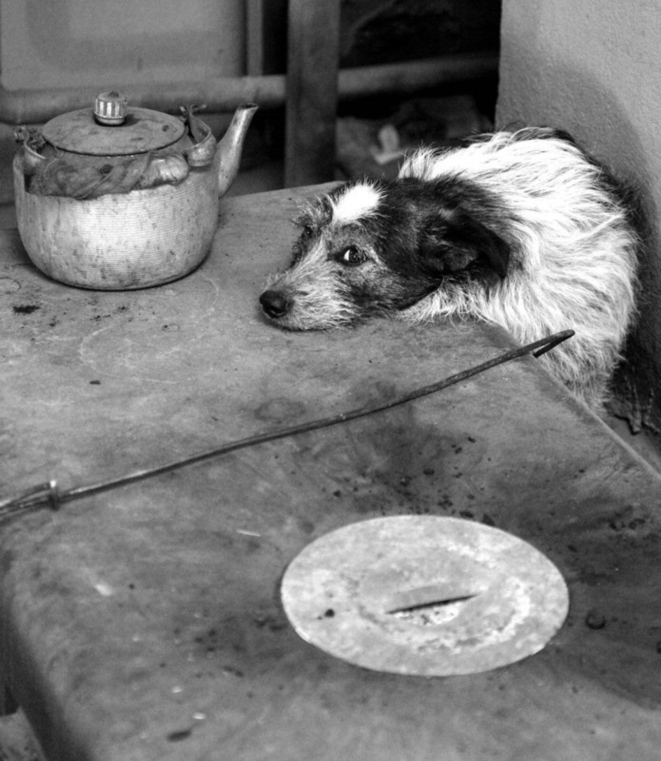 собака, печь, зима, тепло, животное, чайник, кочерга, Dmitriy Kuzmichev